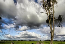 27岁特奥将为法国队出战达37场，追平29岁哥哥卢卡斯的纪录.